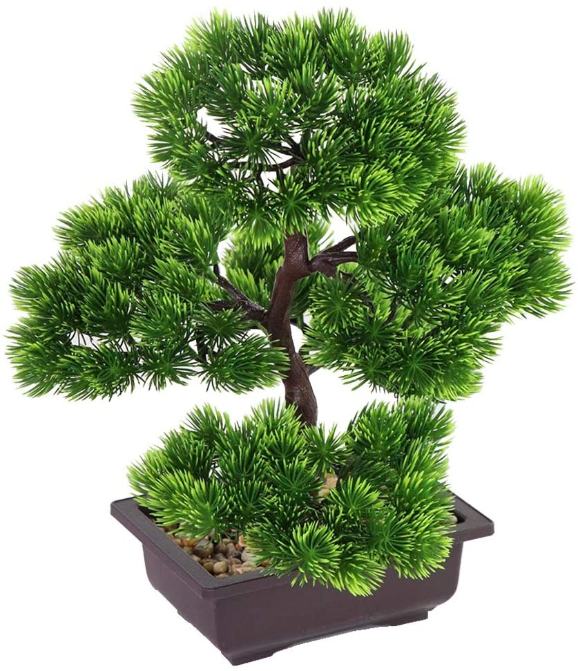 Japanse dennenbonsaiplant voor - Japanese Garden Bonsai recensie en prijs