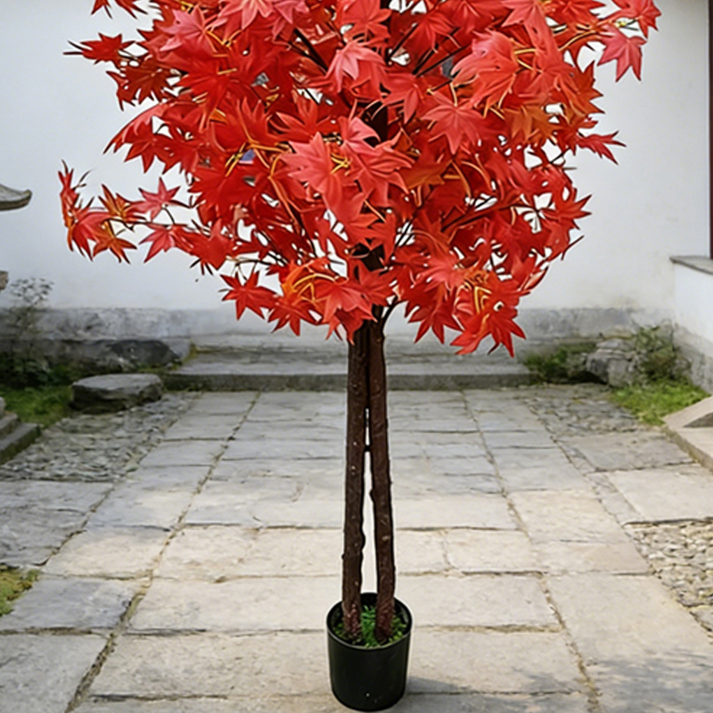 Esdoornboom voor huis- en tuin - Japanese Garden Bonsai recensie en prijs